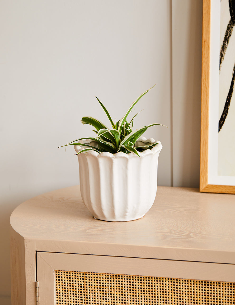 Off White Tulip Plant Pot with plant