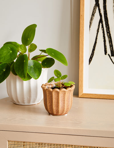 Small Light Brown Tulip Plant Pot
